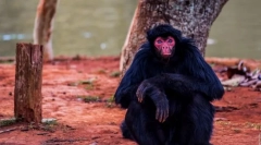 Spider-like monkey (miriki)